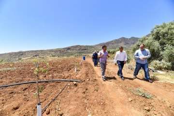 Plantación de 4.400 almendreros, nogales, higueras y olivos en Valsequillo (Foto TA)